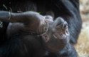 Čerstvě narozené mládě gorily nížinné, je druhým potomkem samce Kisumu