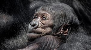 Holka nebo kluk? Není to fuk! Co je zač roztomilé gorilí mládě?