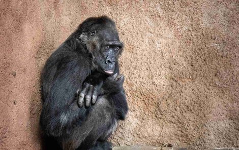 Samice gorily nížinné Kamba je v&nbsp;Pavilonu goril nejstarší.