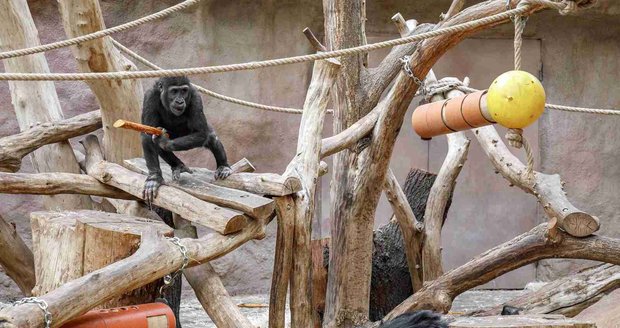 Nejmladší samec gorily nížinné v&nbsp;Zoo Praha Ajabu se svým otcem samcem Richardem.