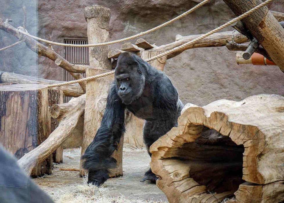 Samec gorily nížinné Richard jde na „snídani“ ve svém pavilonu v&nbsp;Zoo Praha.