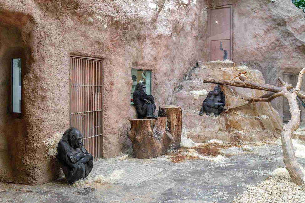 Samice goril nížinných v&nbsp;Zoo Praha. Zleva na fotografii Kijivu, Kiburi a Shinda.
