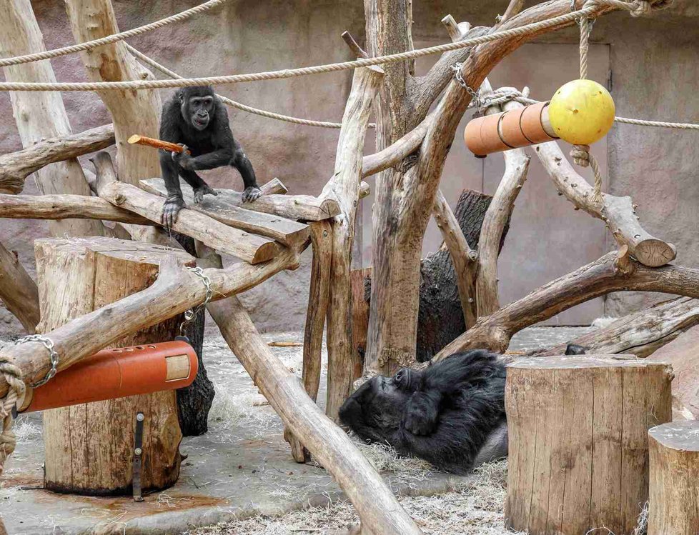 Nejmladší samec gorily nížinné v Zoo Praha Ajabu se svým otcem samcem Richardem.