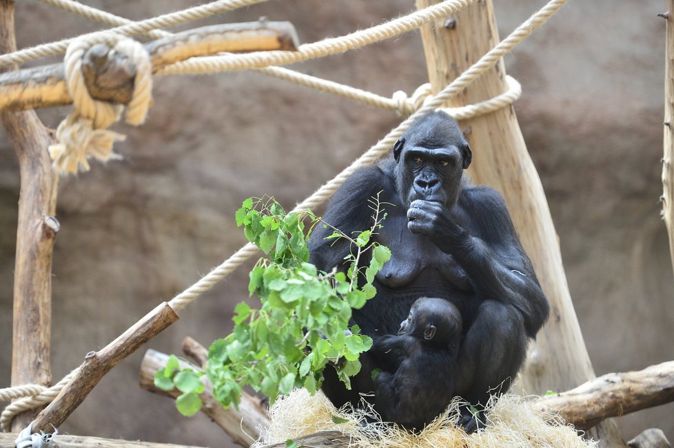 Gorily se vrátili z protipovodňové věže