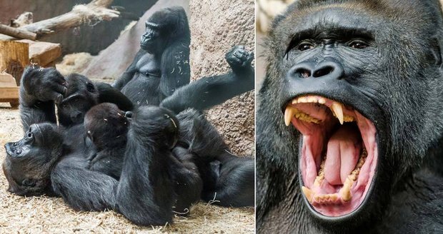Spiknutí v pražské zoo: Gorilí samice se postavily vůdčí Shindě!