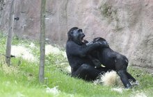 Gorilí hádka v pražské zoo: Dej sem lano, nebo tě přetrhnu!