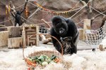 Gorily si pochutnávali na oblíbených křížalách, tvarohu a hroznovém vínu