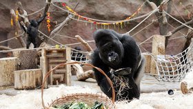 Gorily si pochutnávali na oblíbených křížalách, tvarohu a hroznovém vínu