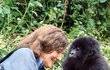 Uchvátí příběh této ženy i každé jedné gorily, z nichž poslední, Poppy (na snímku), zemřela v květnu 2019 v nedožitých 43 letech.