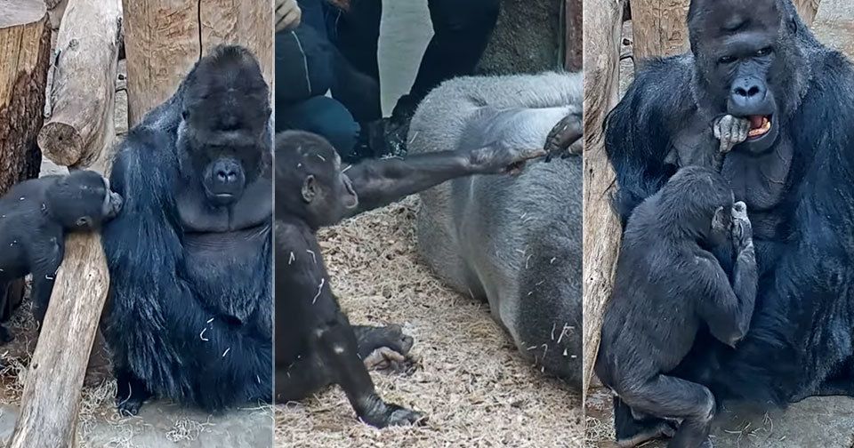 Takhle se škádlí gorily v Zoo Praha.