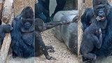 VIDEO: Škádlení goril v Zoo Praha: Takhle nejmladší Ajabu provokuje tátu Richarda!