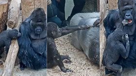 Zvířata v Zoo Praha si díky koronaviru užívají soukromí. Veřejnost se o jejich dovádění dozvídá z videí