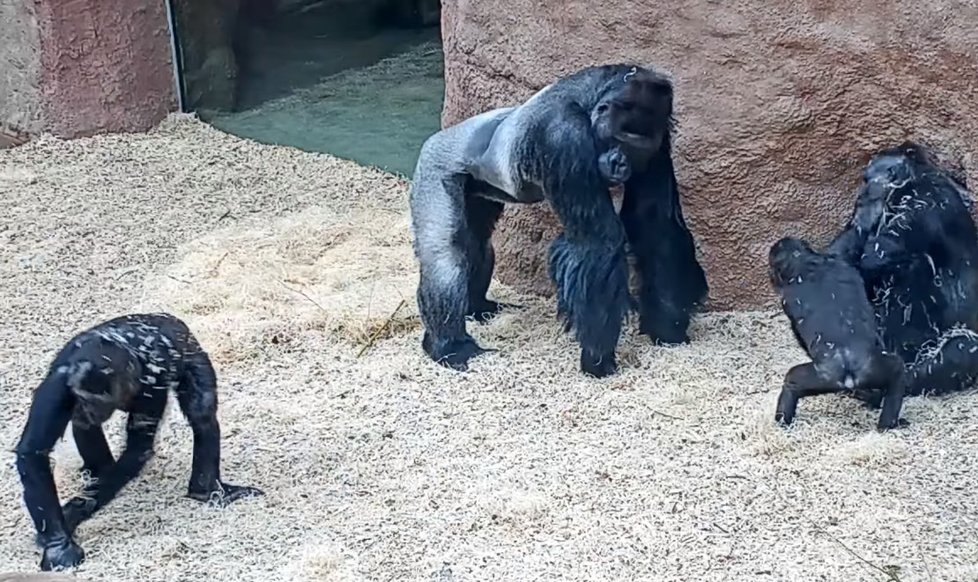 Gorily v Zoo Praha