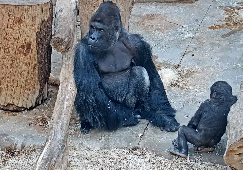 Takhle se škádlí gorily v Zoo Praha.