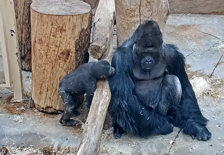 Takhle se škádlí gorily v Zoo Praha.