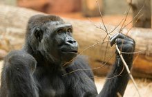 Babi Kijivu a vnučka Duni: Gorilí očekávání 