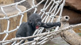 Půlroční Kiburi často ukazuje ostatním gorilám, že už umí lézt po lanech jako oni