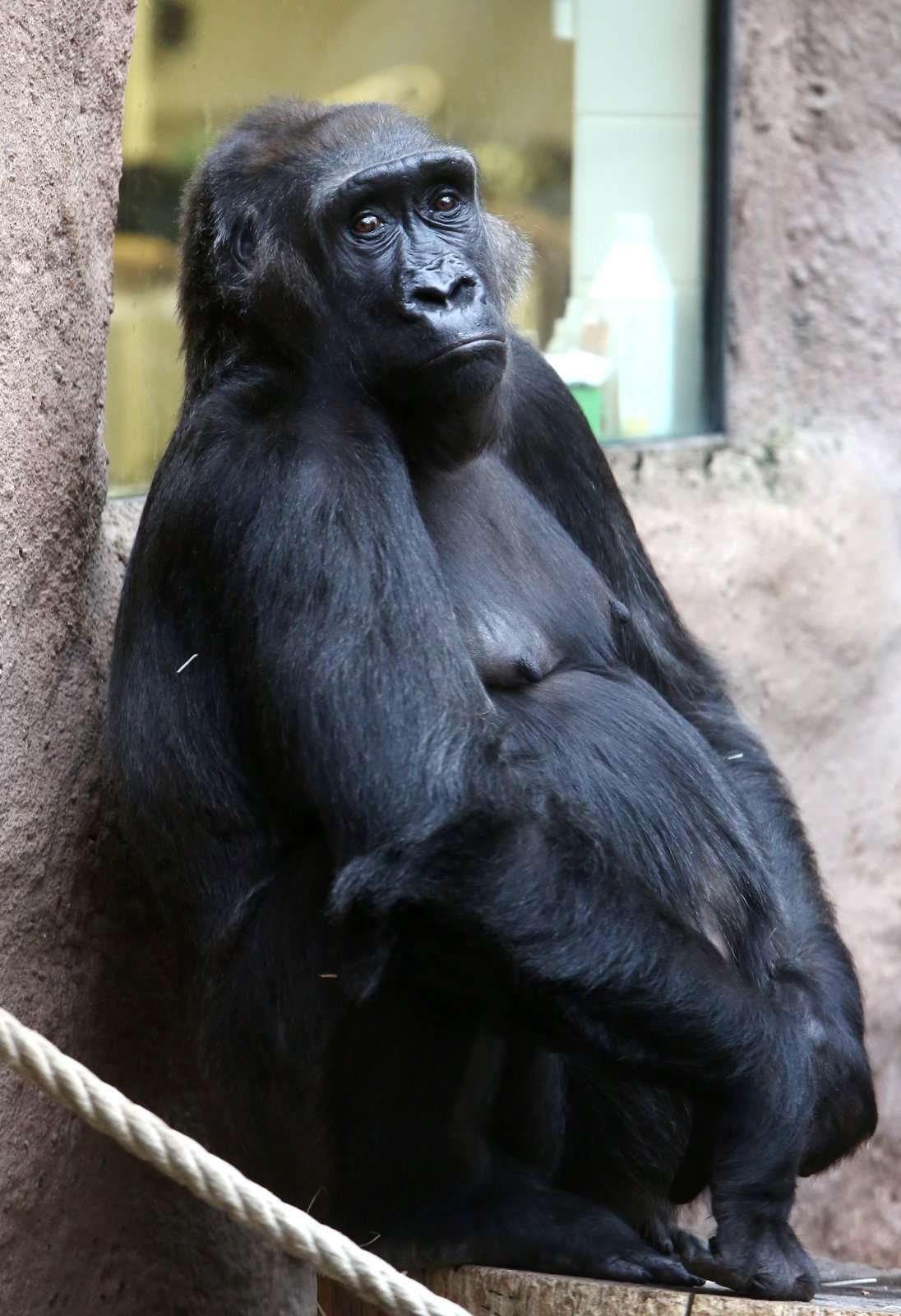 Zanedlouho bude rodit v pražské zoo další gorila, Kamba.