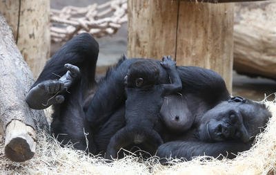 Gorily z pražské zoo