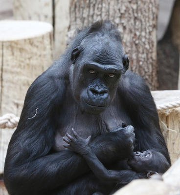 Gorily z pražské zoo