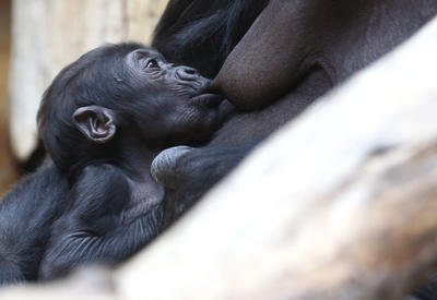 Gorily z pražské zoo