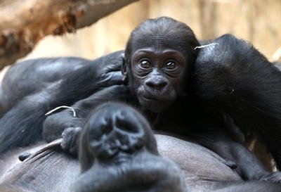 Gorily z pražské zoo