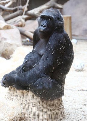 Zanedlouho bude rodit v pražské zoo další gorila, Kamba.