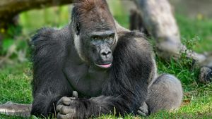 Jaká nemoc přijde z pralesa? České nejmenší laboratoře světa mají chránit africké gorily