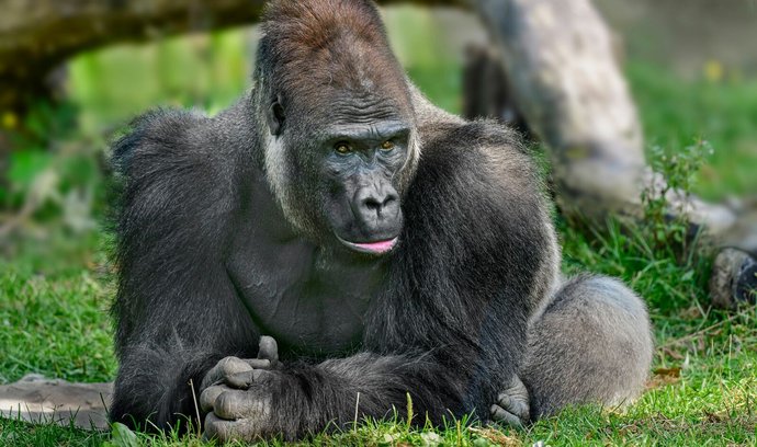 Vzácné gorily ohrožují kromě pytláků, těžařů a farmářů také nemoci. Protože je turistika pro africké vlády klíčovým zdrojem příjmů, chce zvířata chránit i před covidem a dalšími chorobami.
