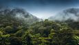 Deštný les Bwindi, domov zdejších horských goril. Dále tato krásná zvířata žijí v národních parcích Virunga, Mgahinga a Volcanoes. Preferují nadmořskou výšku 2650 až 4400 m, před chladem je chrání hustá srst.