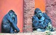  Sžívání chovného páru primátů v novém pavilonu goril 