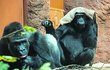  Sžívání chovného páru primátů v novém pavilonu goril 