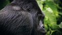 Po desetiletích genocidy zůstává v afrických deštných lesích posledních pár stovek horských goril