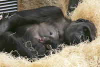 Novorozené gorilátko uvidíte už ve čtvrtek!
