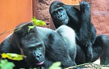 Na návštěvě v novém gorilím příbytku v zoo v pražské Troji