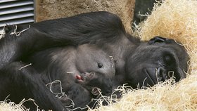 Gorilí mládě se od matky zatím nehne ani na krok...