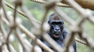 Troja chce zabránit stavbě nového pavilonu goril v zoologické zahradě, podala odvolání