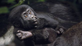 Po desetiletích genocidy zůstává v afrických deštných lesích posledních pár stovek horských goril