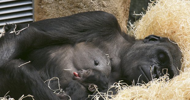 Gorilí mládě se od matky zatím nehne ani na krok...