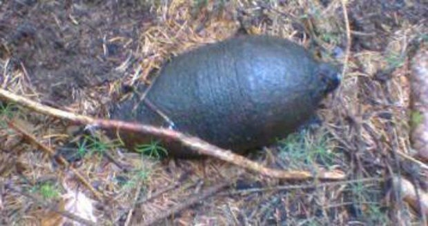 Houbař našel v lese místo hub granát ze II. světové války!