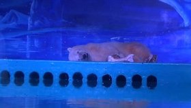 Nejsmutnější polární méďa na světě je zavřený v čínském obchoďáku.