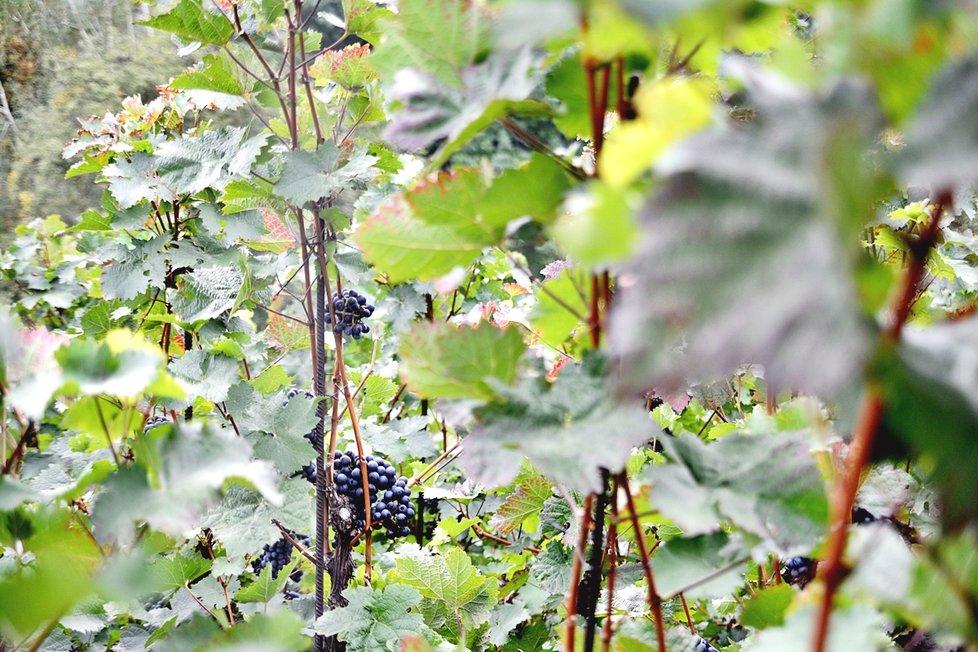 Letošní jedenáctý ročník vinobraní na Grébovce vás zavede do období první republiky.