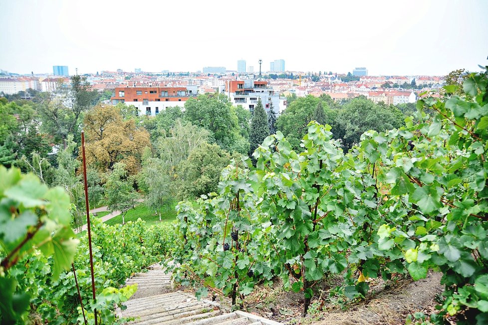 Vinobraní v Grébovce.