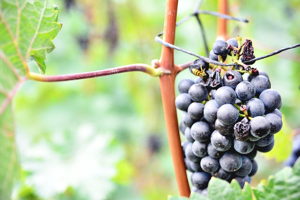 Letošní jedenáctý ročník vinobraní na Grébovce vás zavede do období první republiky.