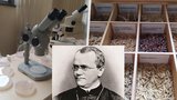 „Renesanční“ vědec Mendel se zabýval genetikou, včelami i počasím. Na výstavě v klášteru poznáte, jak pracoval