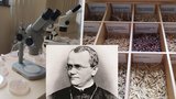 „Renesanční“ vědec Mendel se zabýval genetikou, včelami i počasím. Na výstavě v klášteru poznáte, jak pracoval