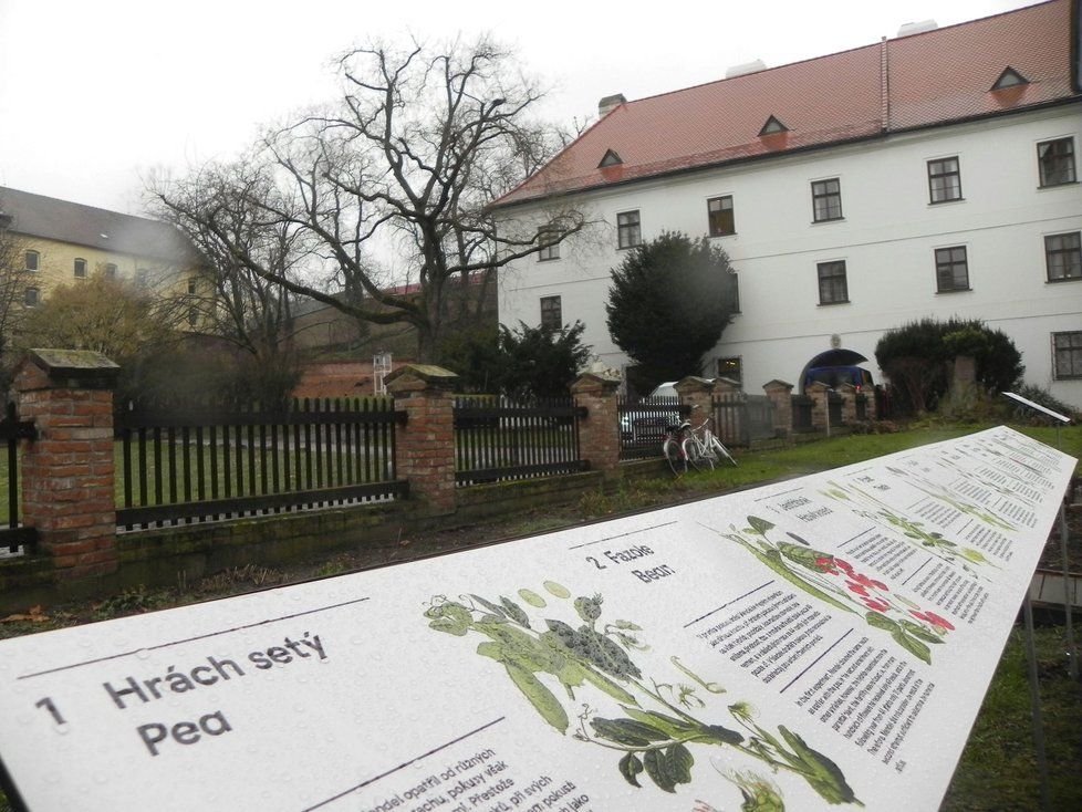 Mendel prováděl své pokusy v areálu augustiniánského kláštera na Starém Brně.