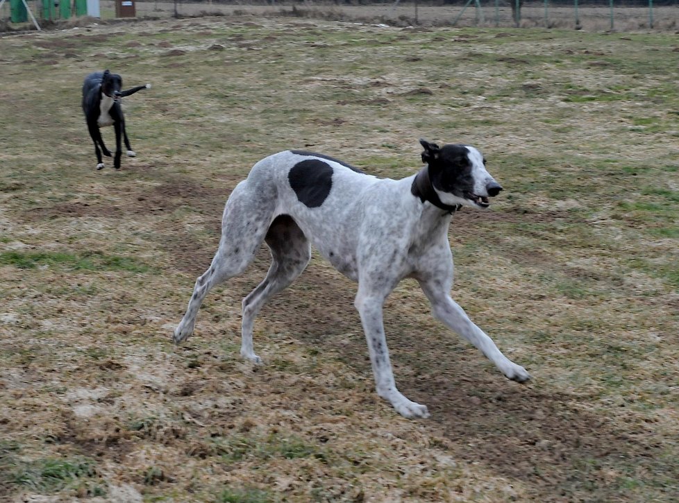 Sedmdesátikilometrovou rychlostí běží greyhound už třicet metrů po vypuštění ze startovacího boxu.