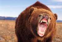 Grizzly na Aljašce rozcupoval baťůžkáře, divoké zvíře zastřelili!