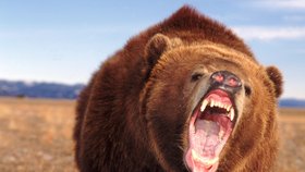 Medvěd na Kamčatce zabil rybáře. (Ilustrační foto)